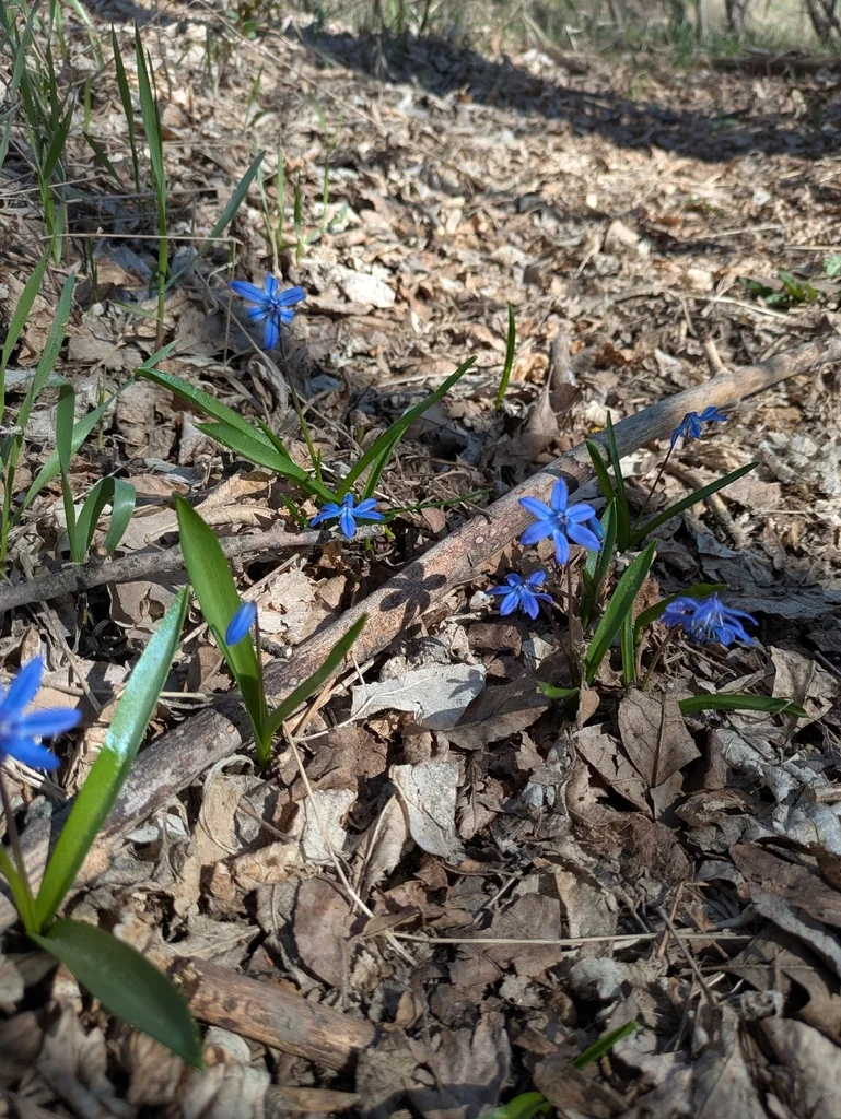 Scilla Siberica