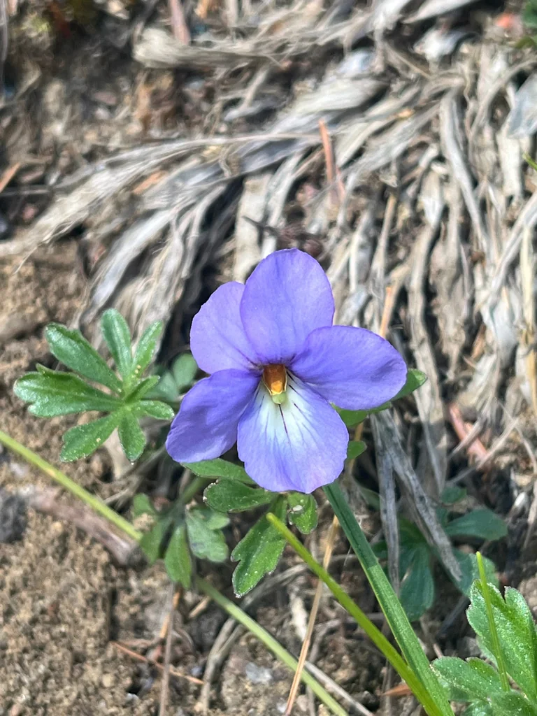 Viola Pedata