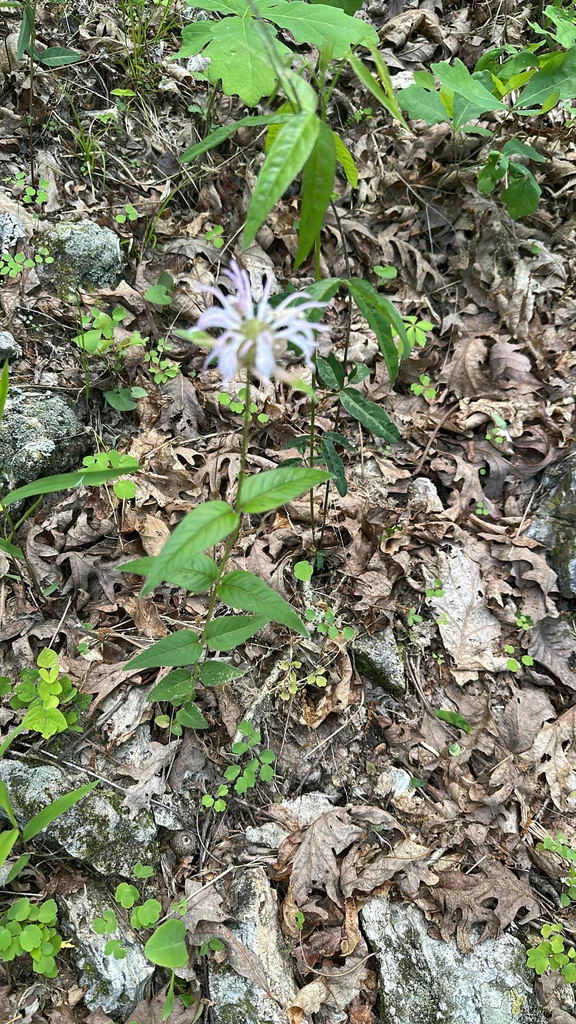 Monarda Bradburiana