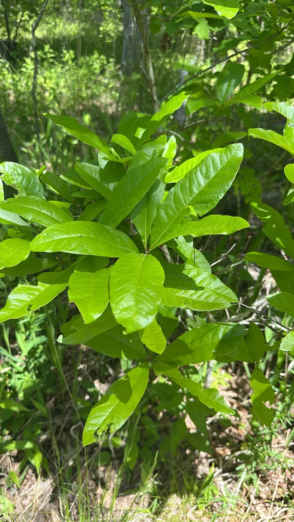 Quercus Imbricaria