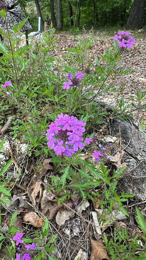 Verbena Canadensis