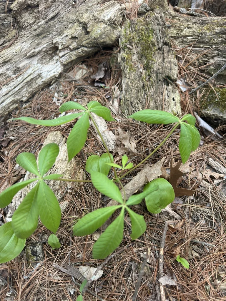 Aesculus Parviflora