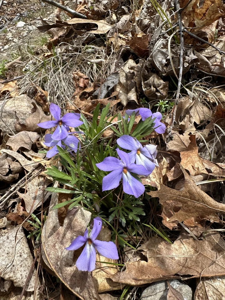 Viola Pedata