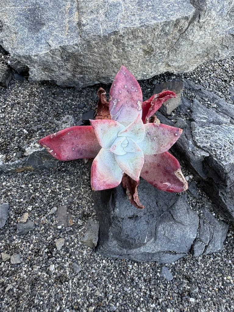 Dudleya Farinosa