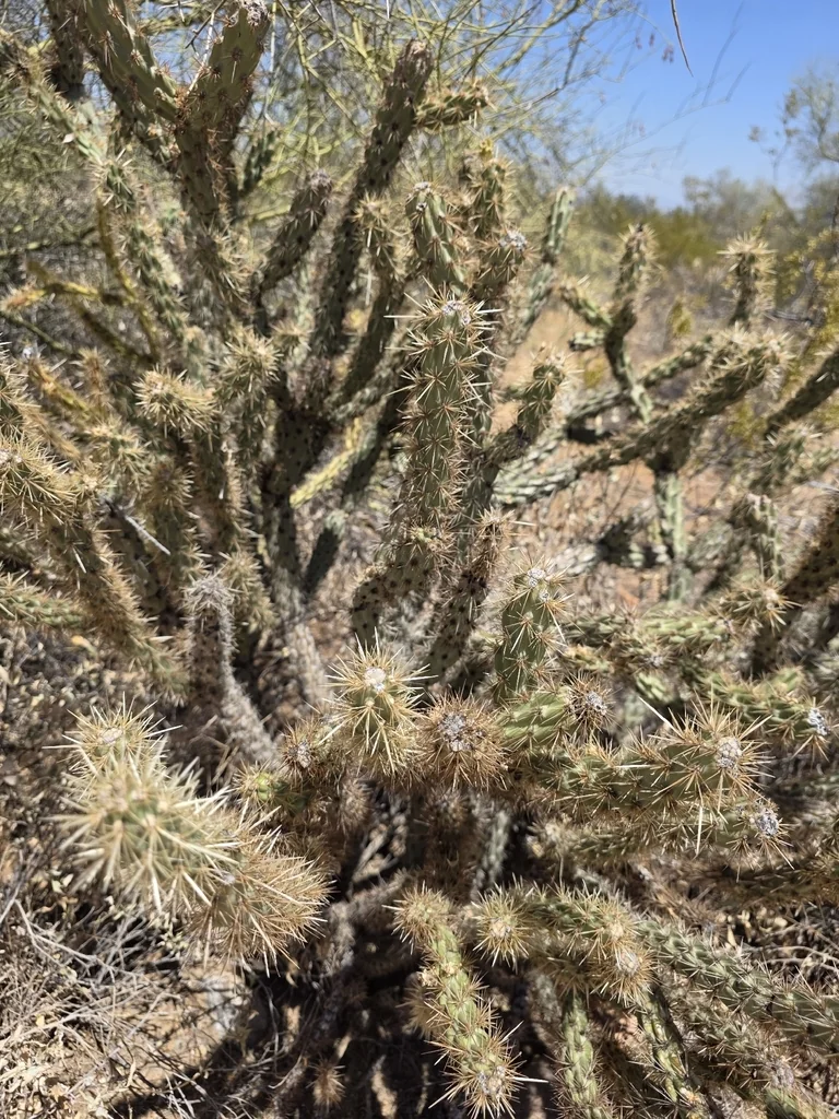 Cylindropuntia Acanthocarpa