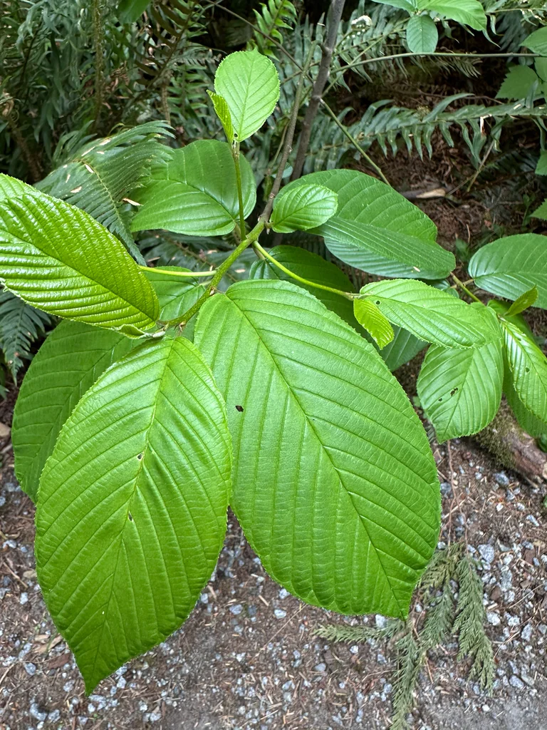 Frangula Purshiana