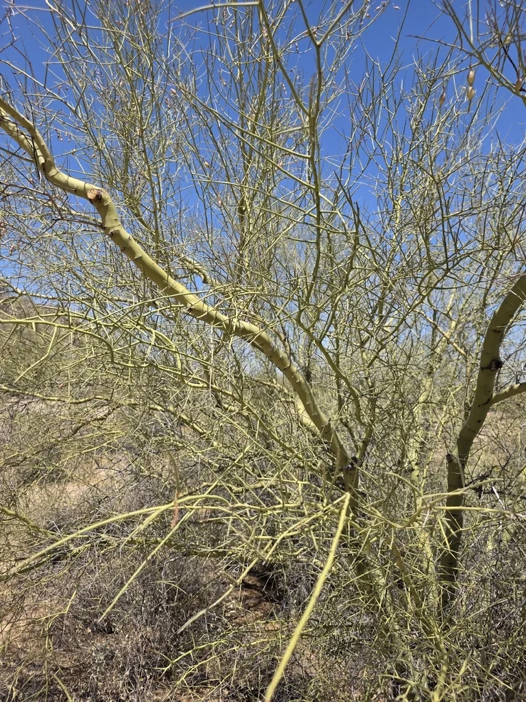 Parkinsonia Microphylla