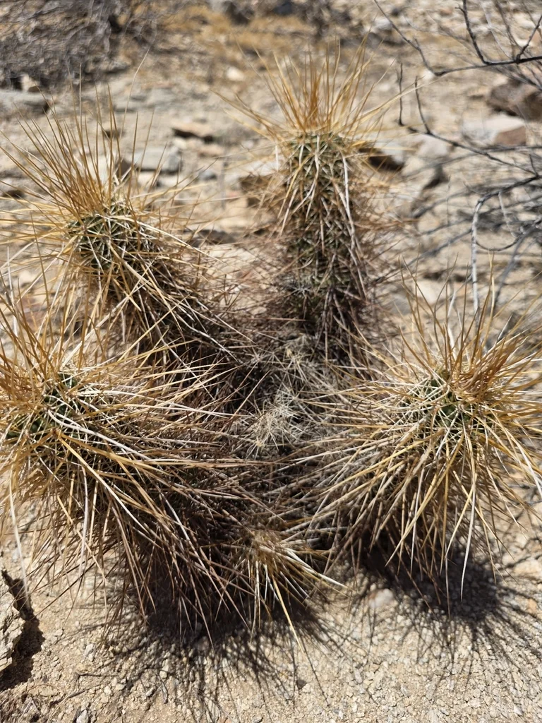 Echinocereus Engelmannii