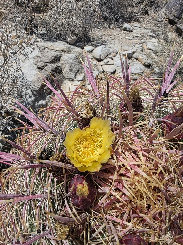 Ferocactus Cylindraceus