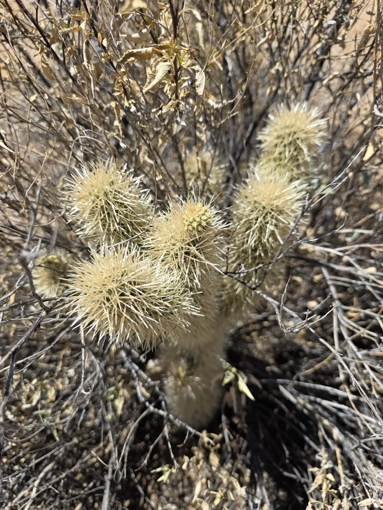 Cylindropuntia Bigelovii
