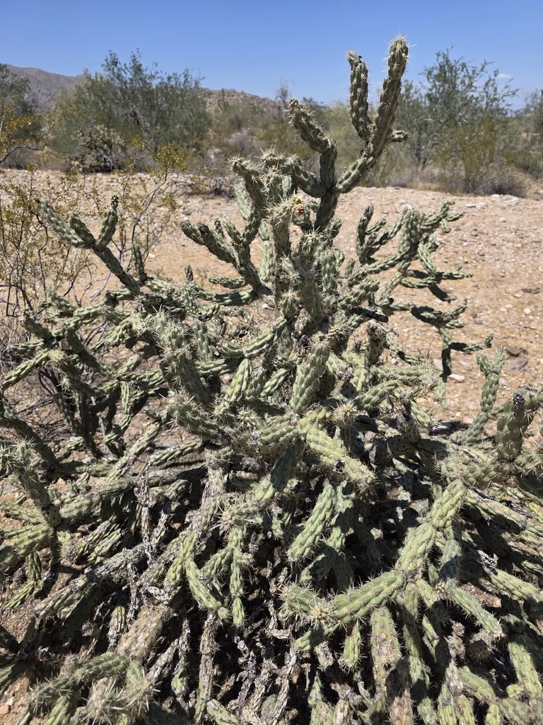 Cylindropuntia Acanthocarpa