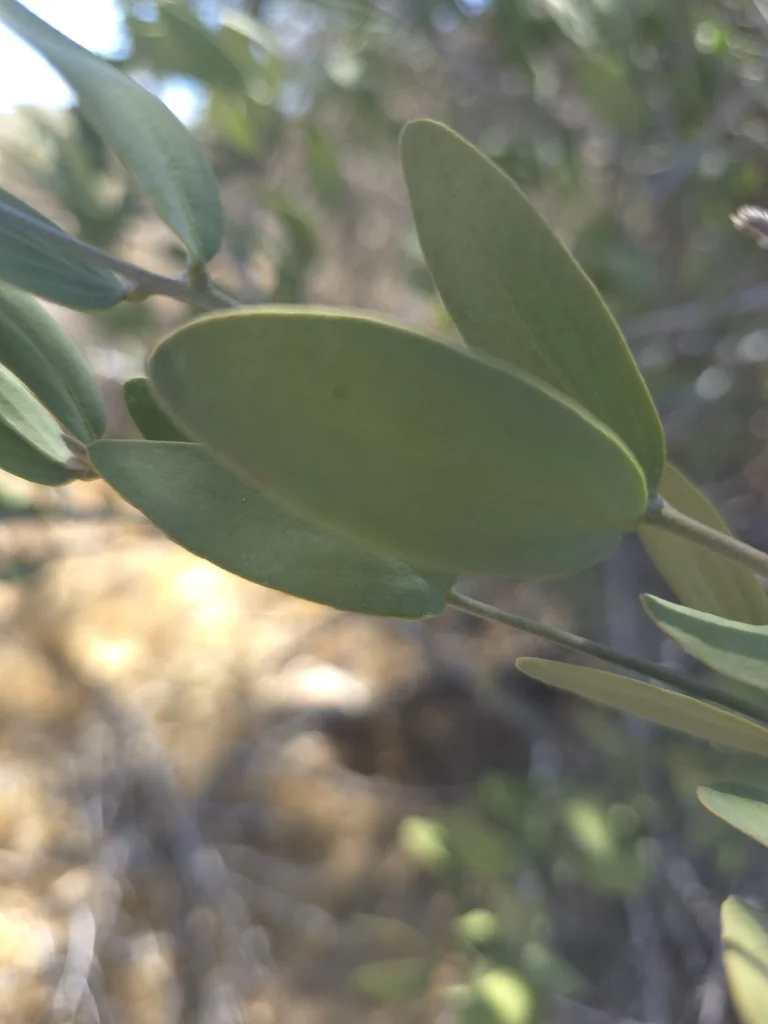 Simmondsia Chinensis