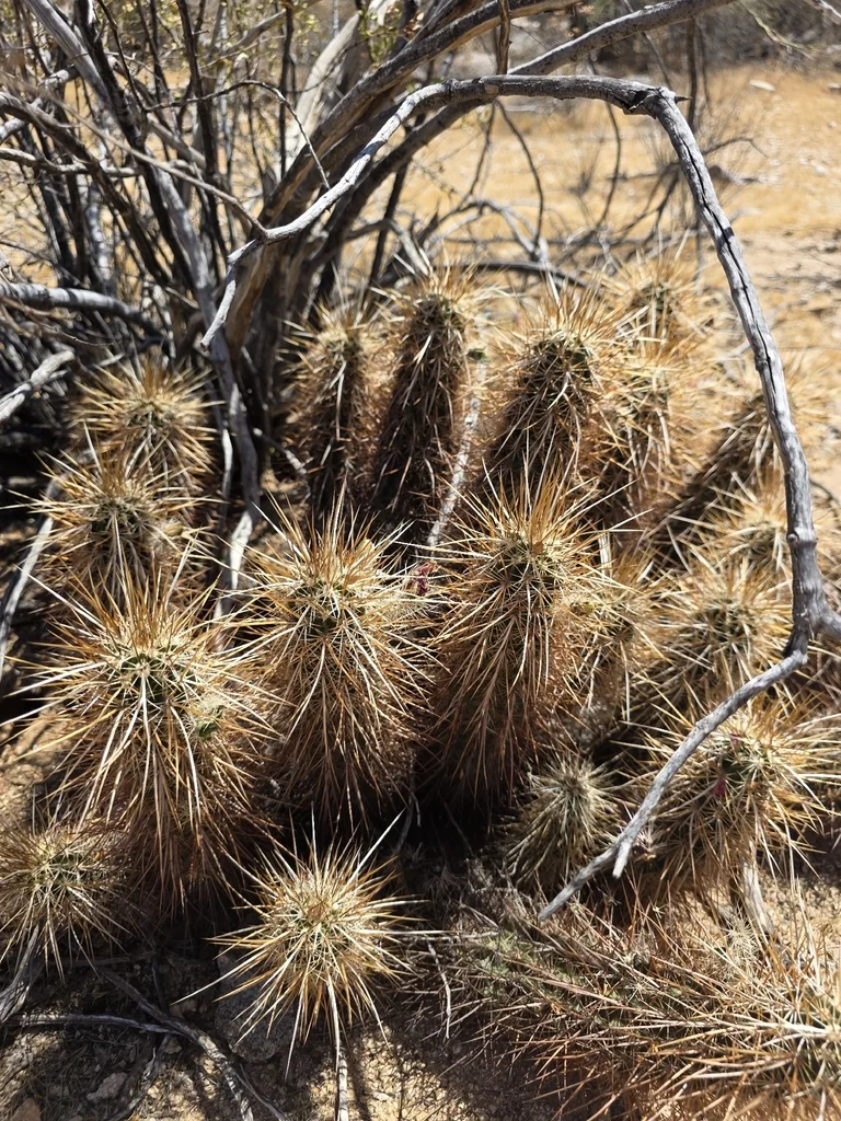 Echinocereus Engelmannii