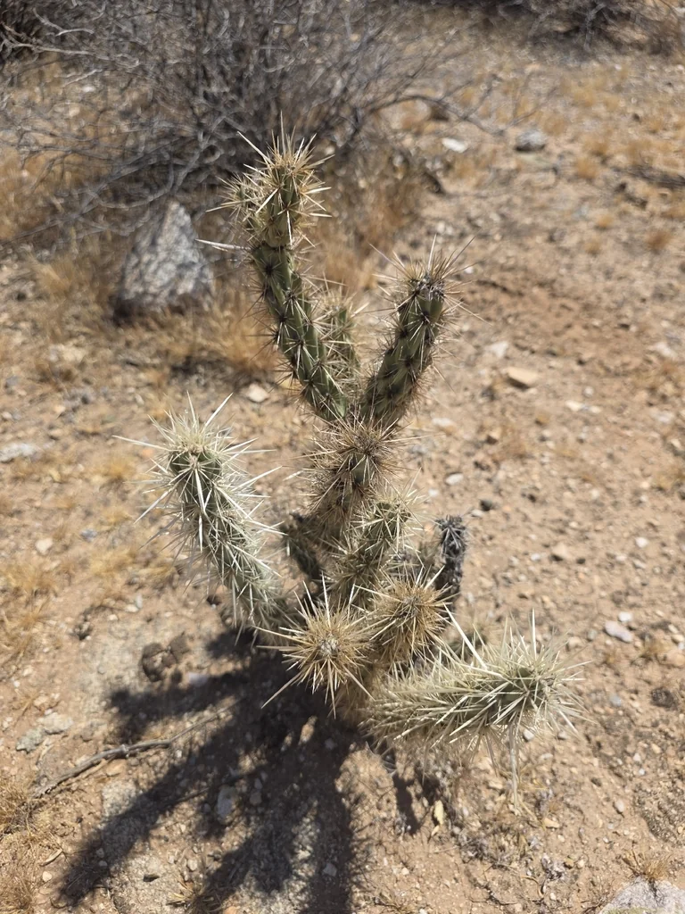 Cylindropuntia Acanthocarpa