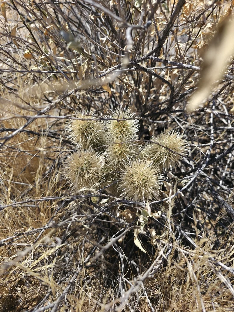 Cylindropuntia Bigelovii