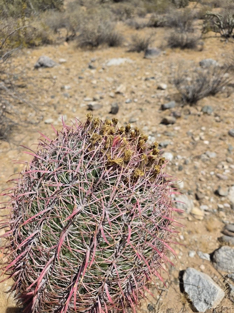 Ferocactus Cylindraceus