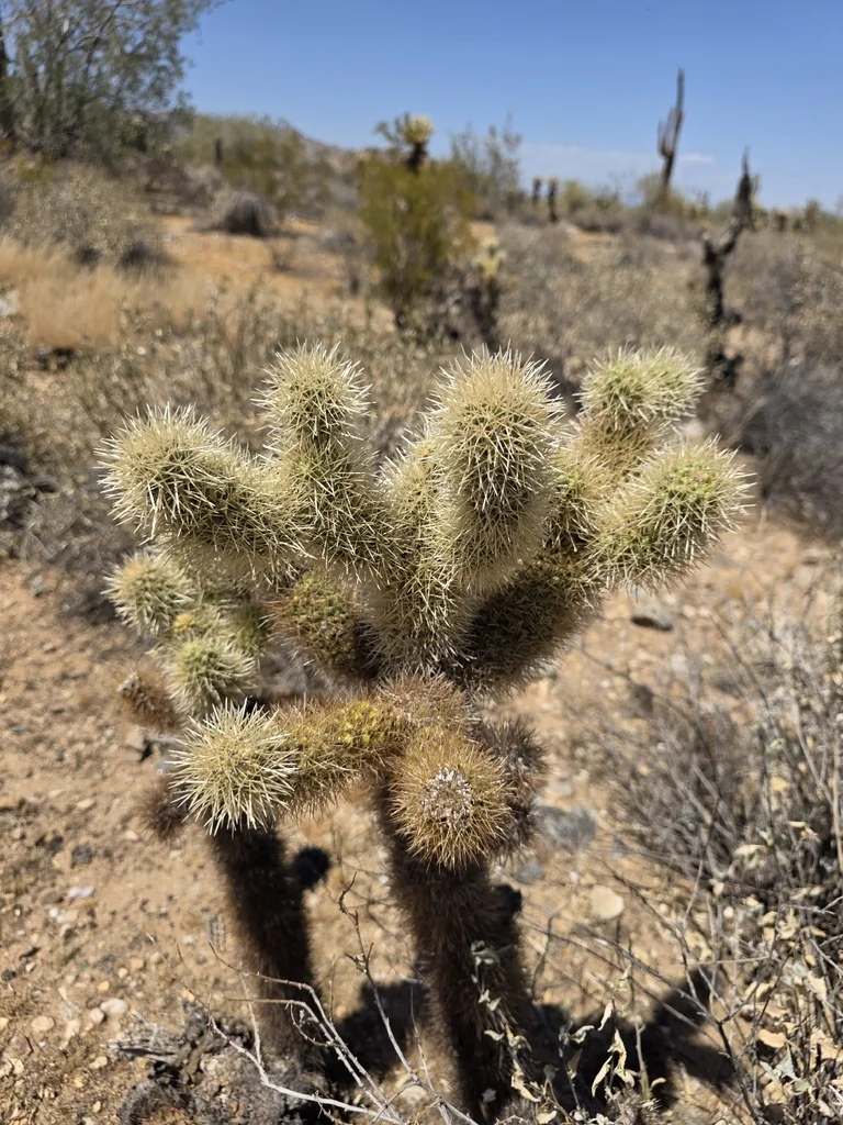 Cylindropuntia Bigelovii
