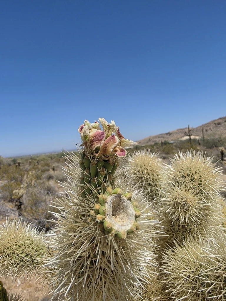 Cylindropuntia Bigelovii