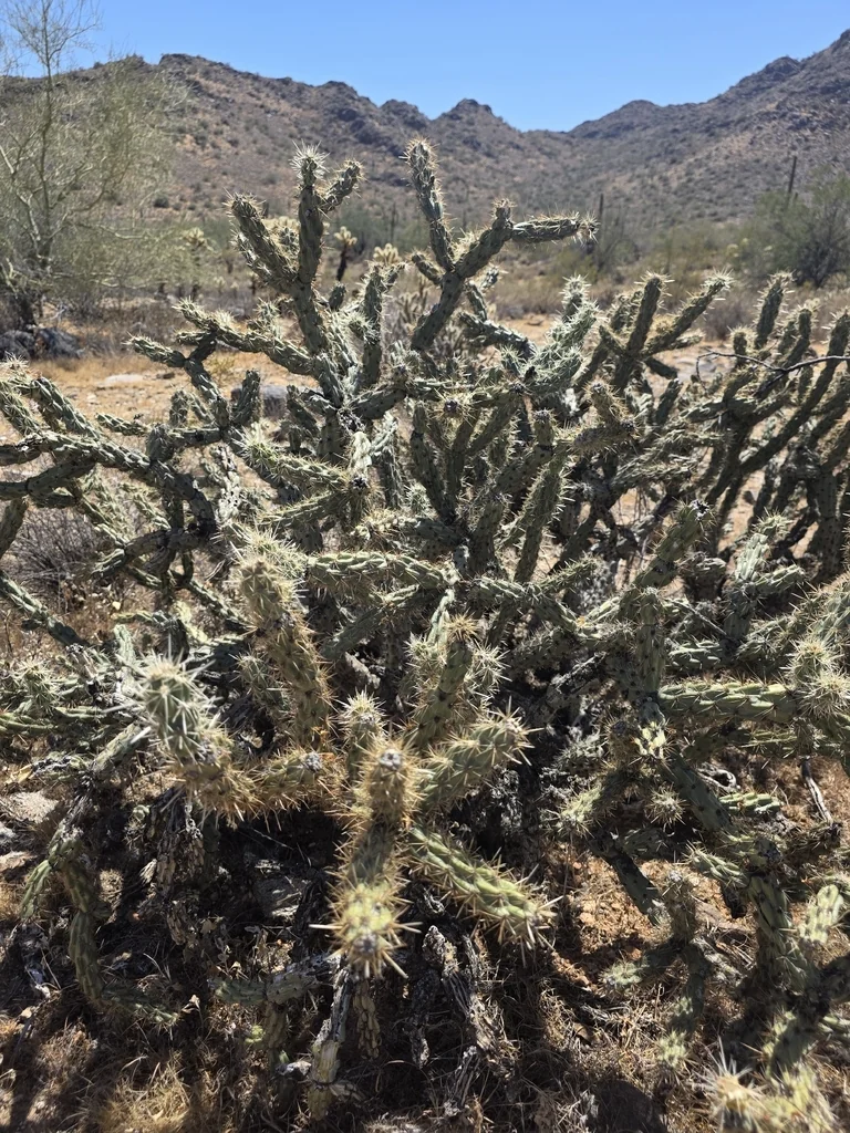 Cylindropuntia Acanthocarpa