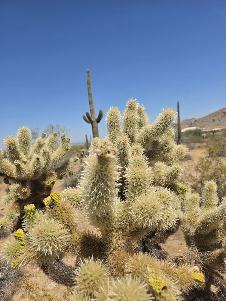 Cylindropuntia Bigelovii