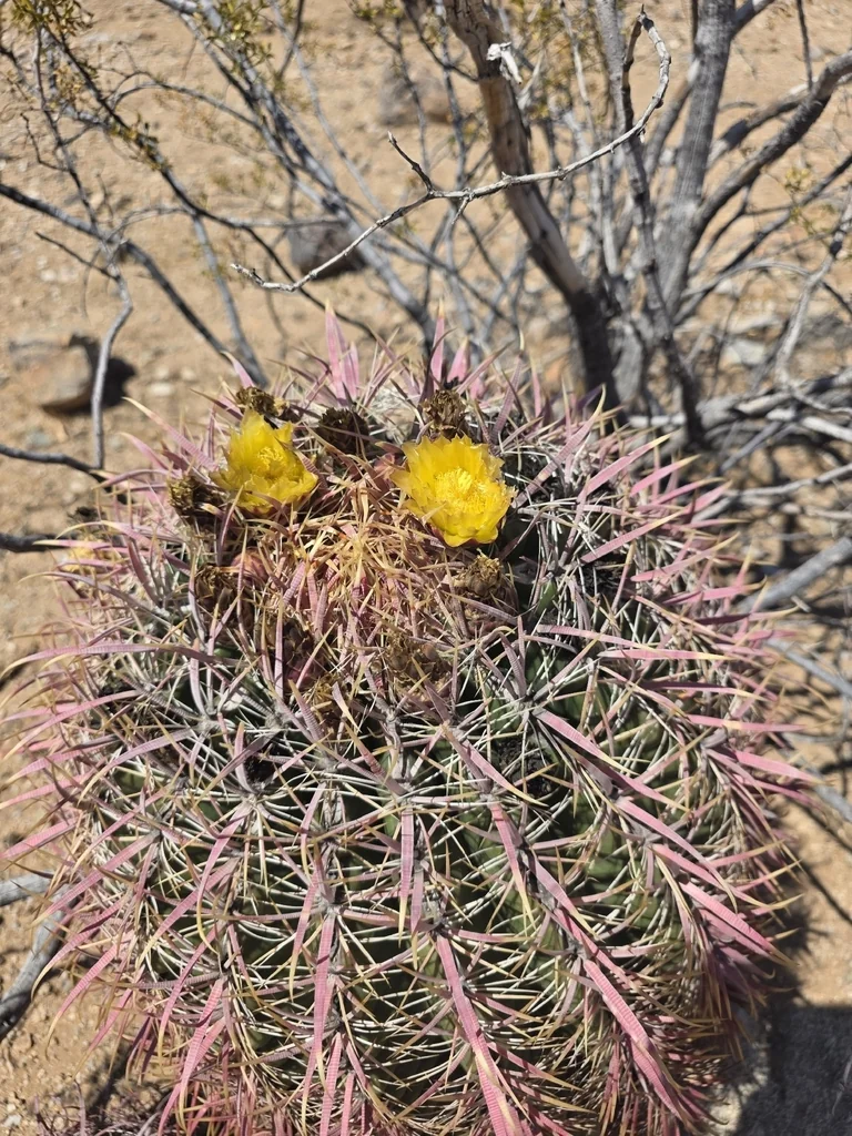 Ferocactus Cylindraceus