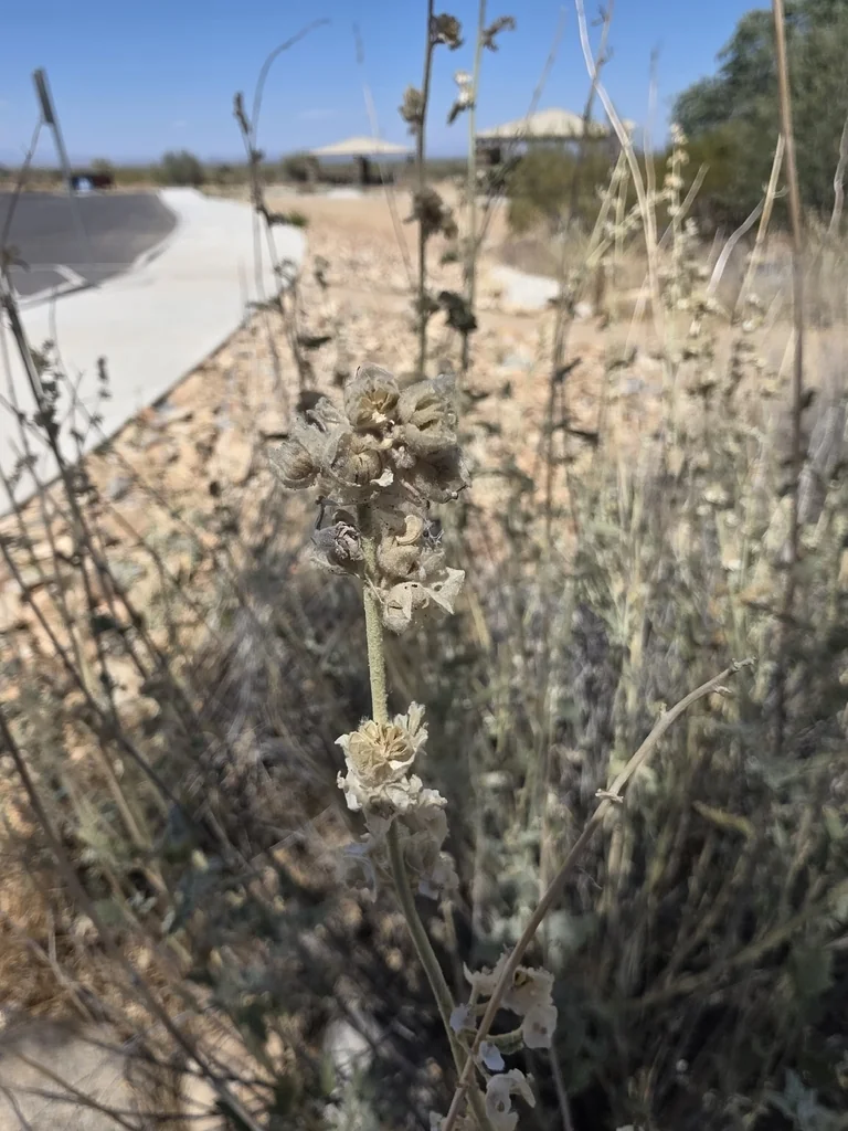 Sphaeralcea Ambigua
