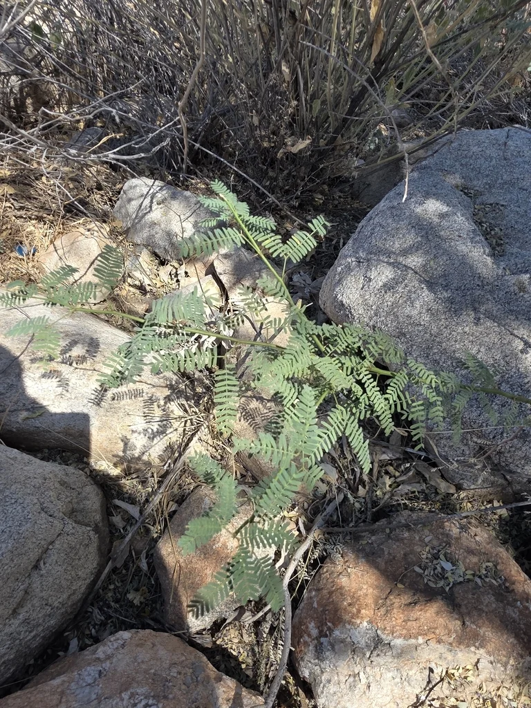 Prosopis Velutina
