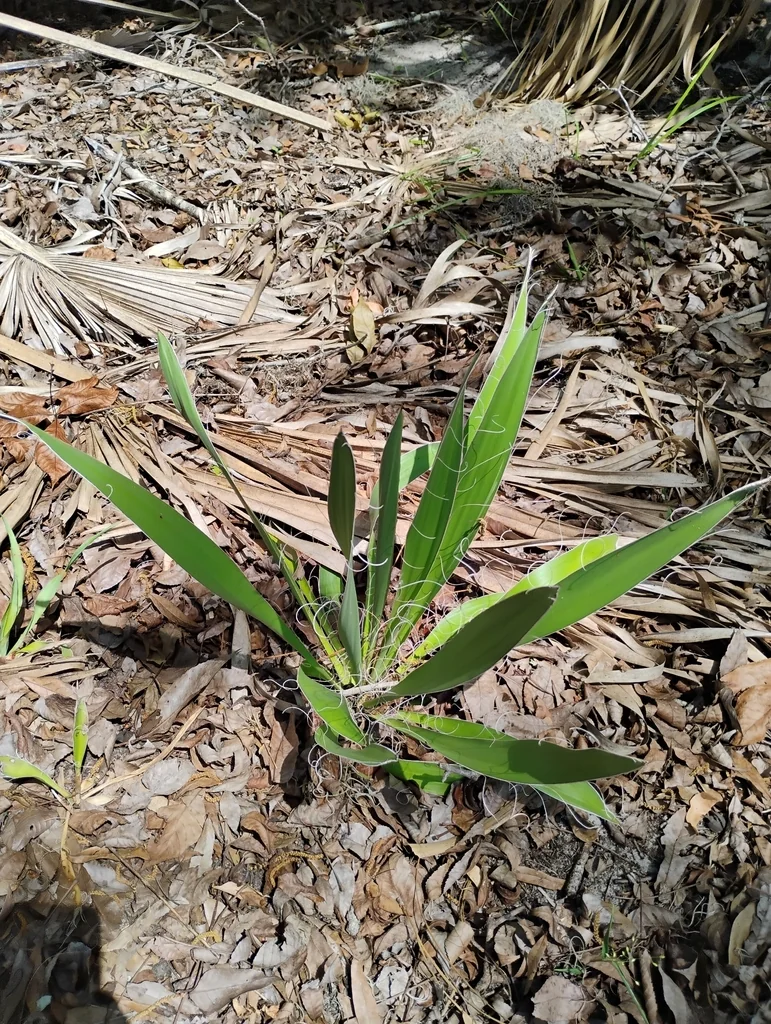Yucca Filamentosa