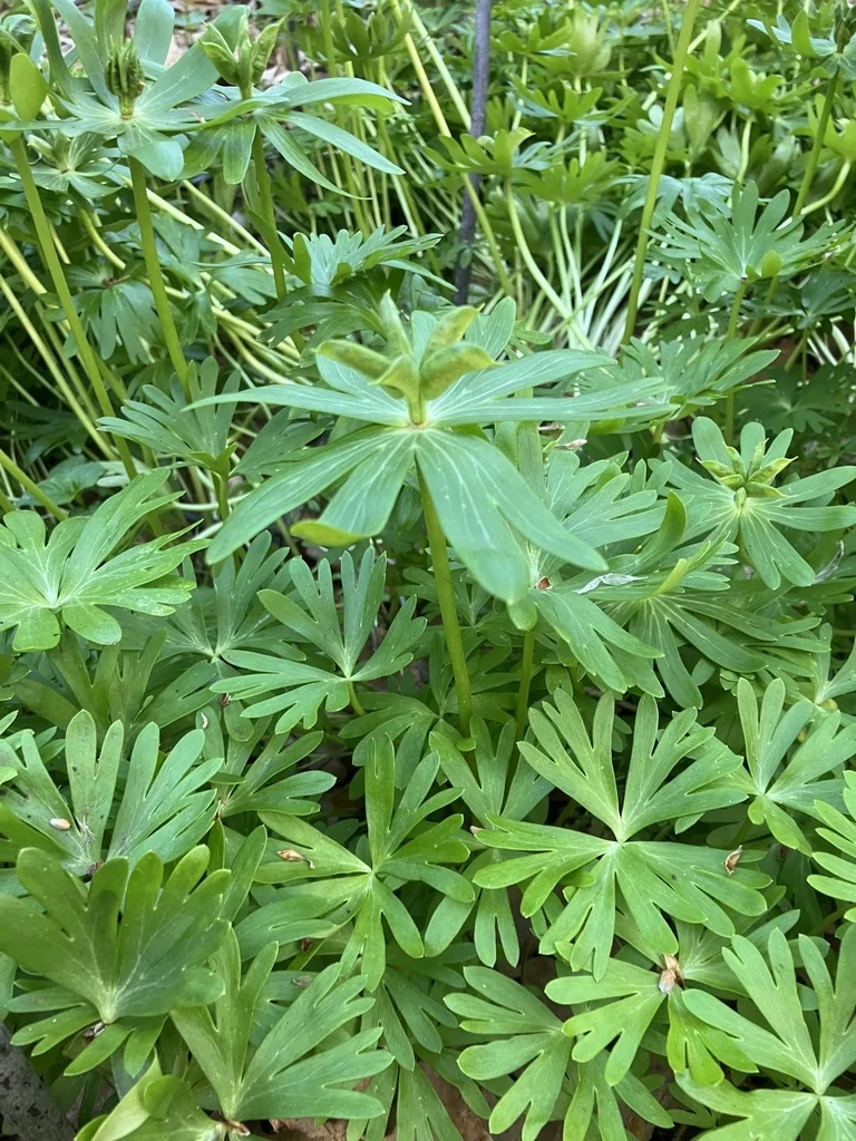 Eranthis Hyemalis