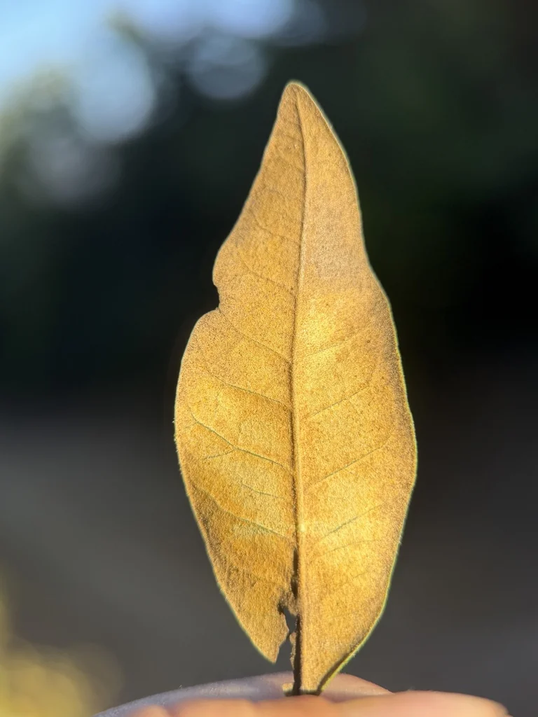 Chrysolepis Chrysophylla