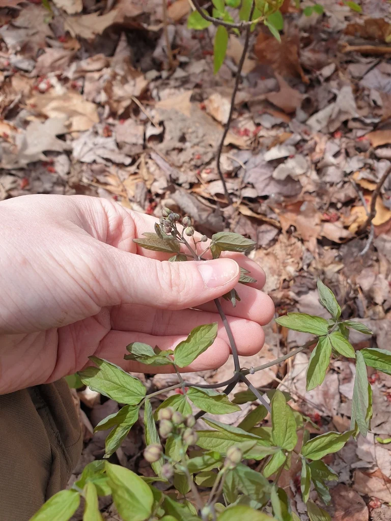 Caulophyllum Thalictroides