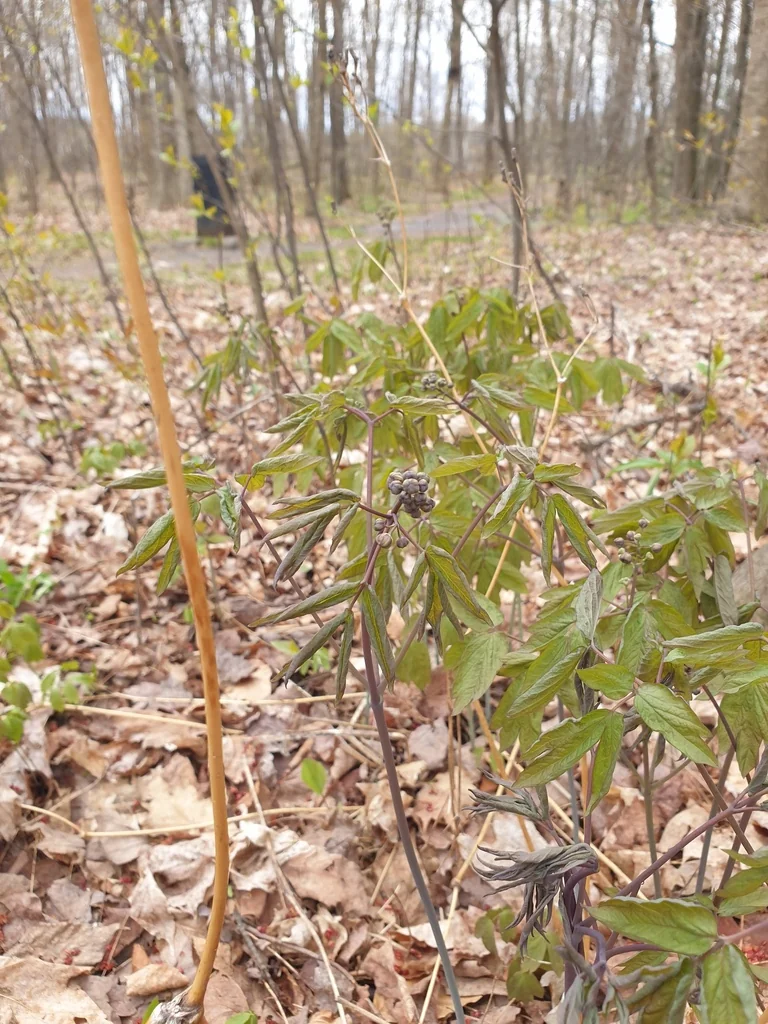 Caulophyllum Thalictroides