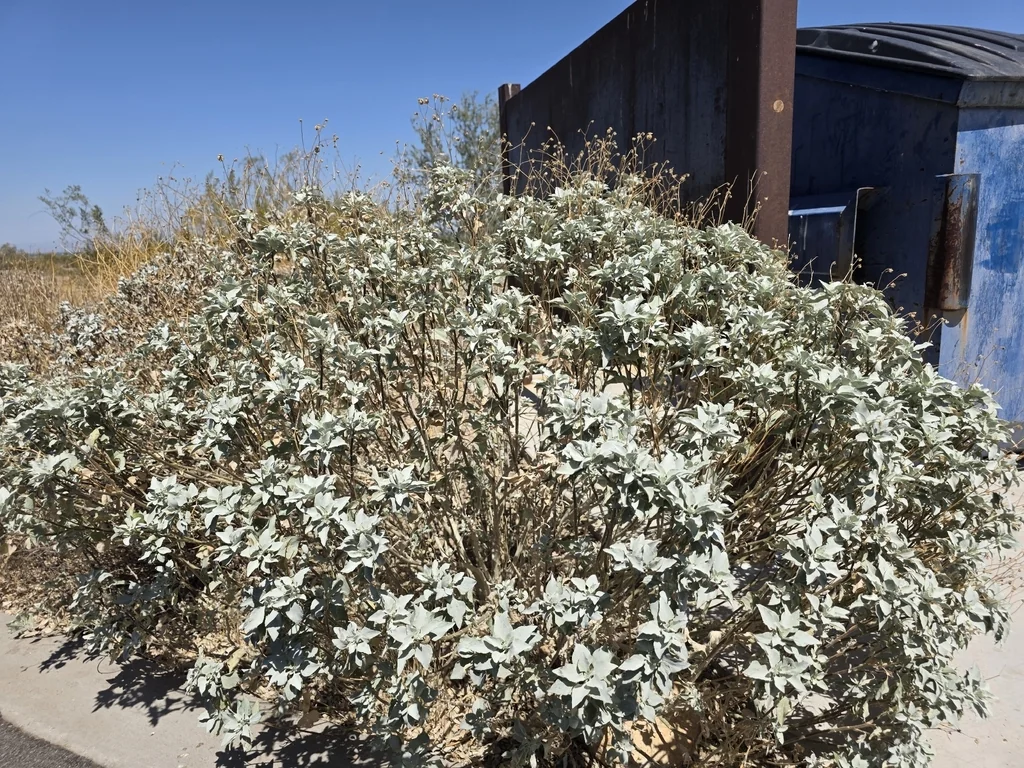 Encelia Farinosa