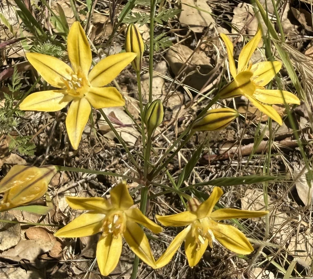 Triteleia Ixioides