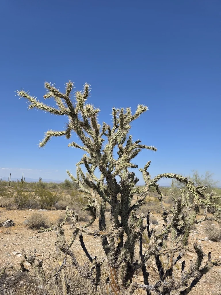 Cylindropuntia Acanthocarpa