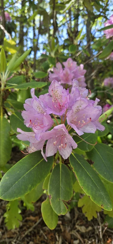 Rhododendron Catawbiense
