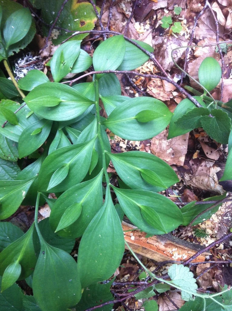 Ruscus Hypoglossum