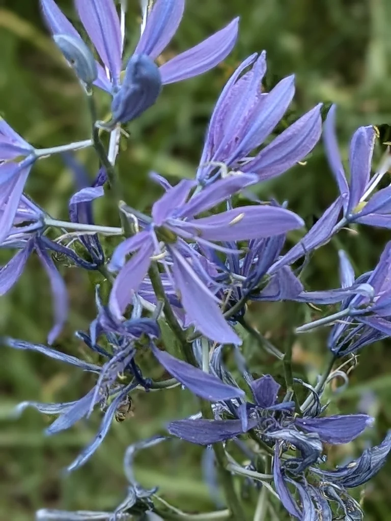 Camassia Quamash