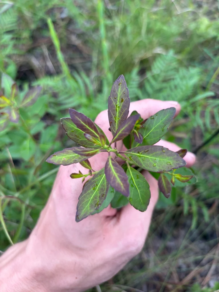 Ilex glabra
