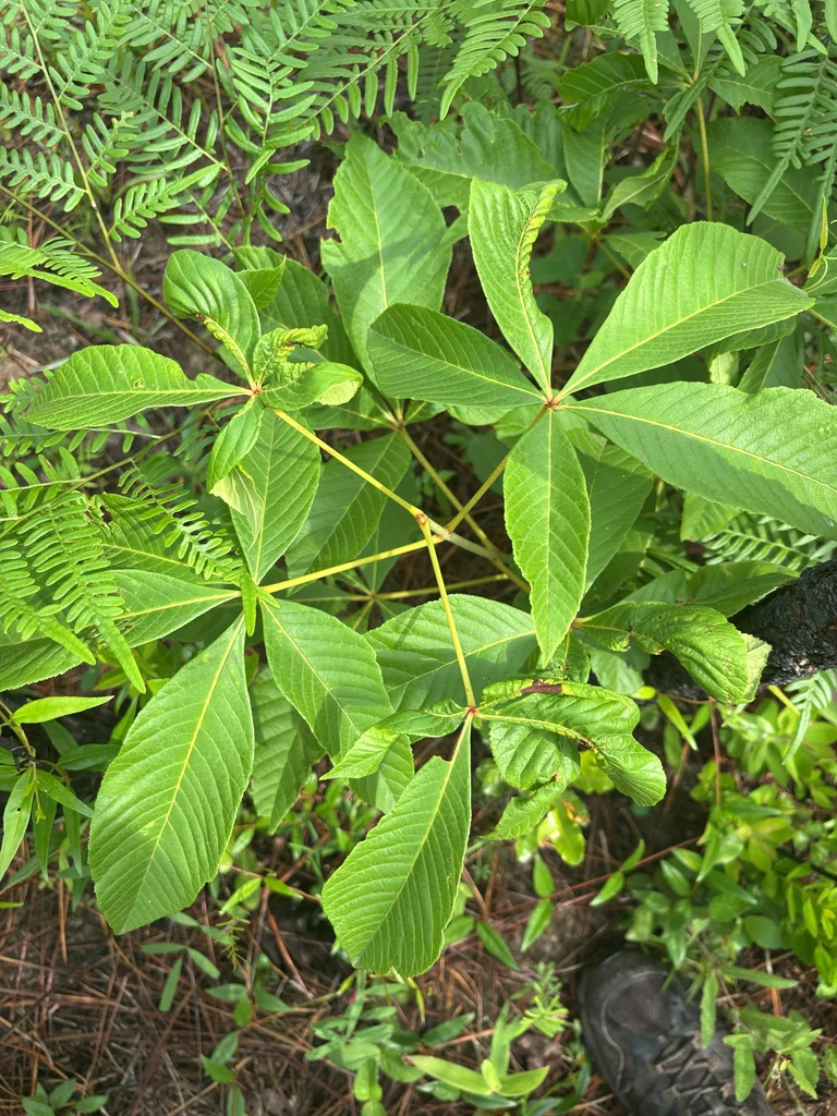 Aesculus Pavia