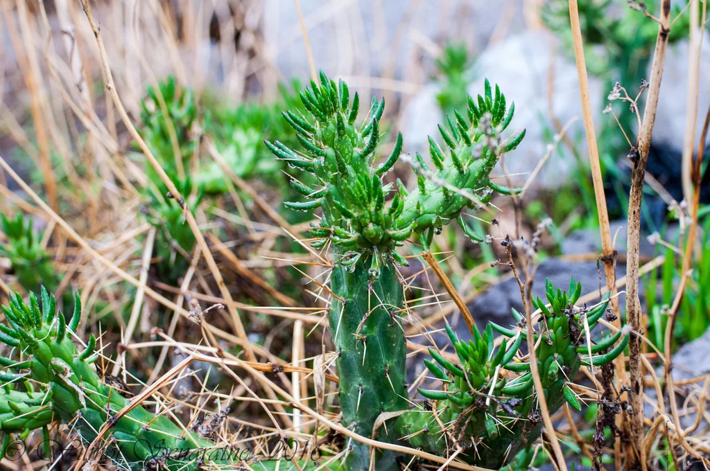 Opuntia Subulata
