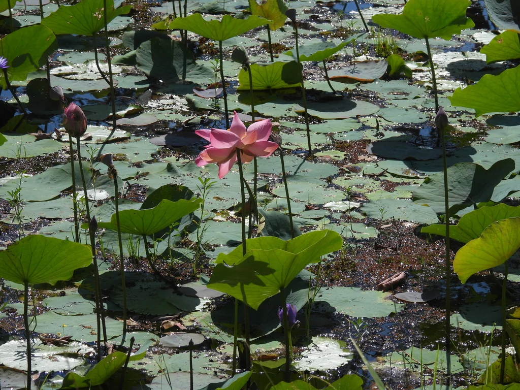Nelumbo Nucifera