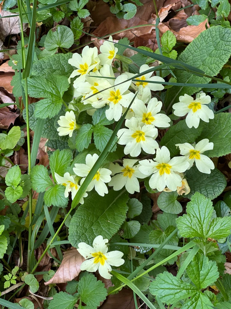 Primula vulgaris