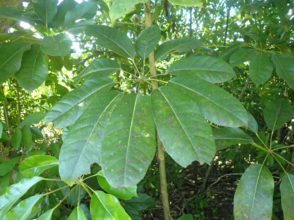 Schefflera Actinophylla