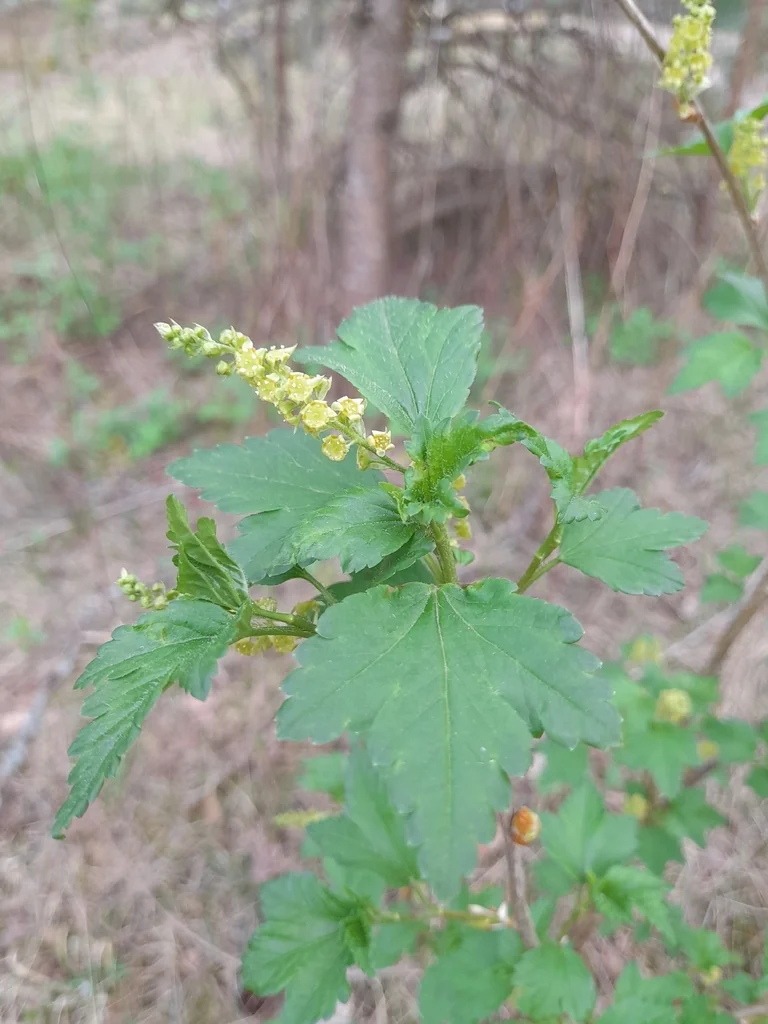 Ribes Alpinum