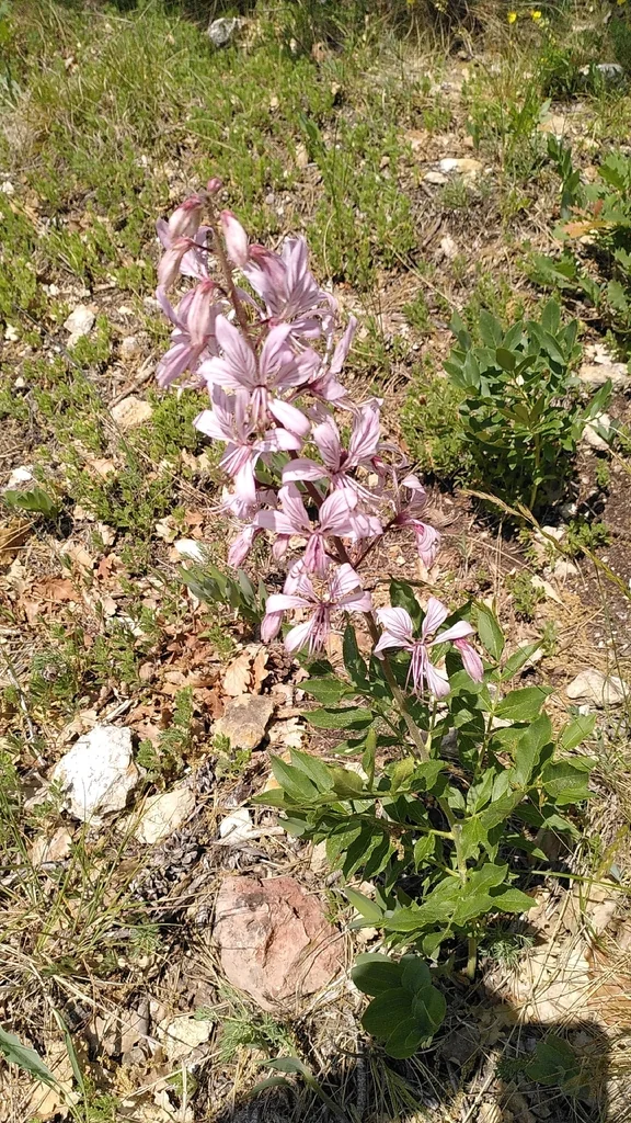 Dictamnus Albus