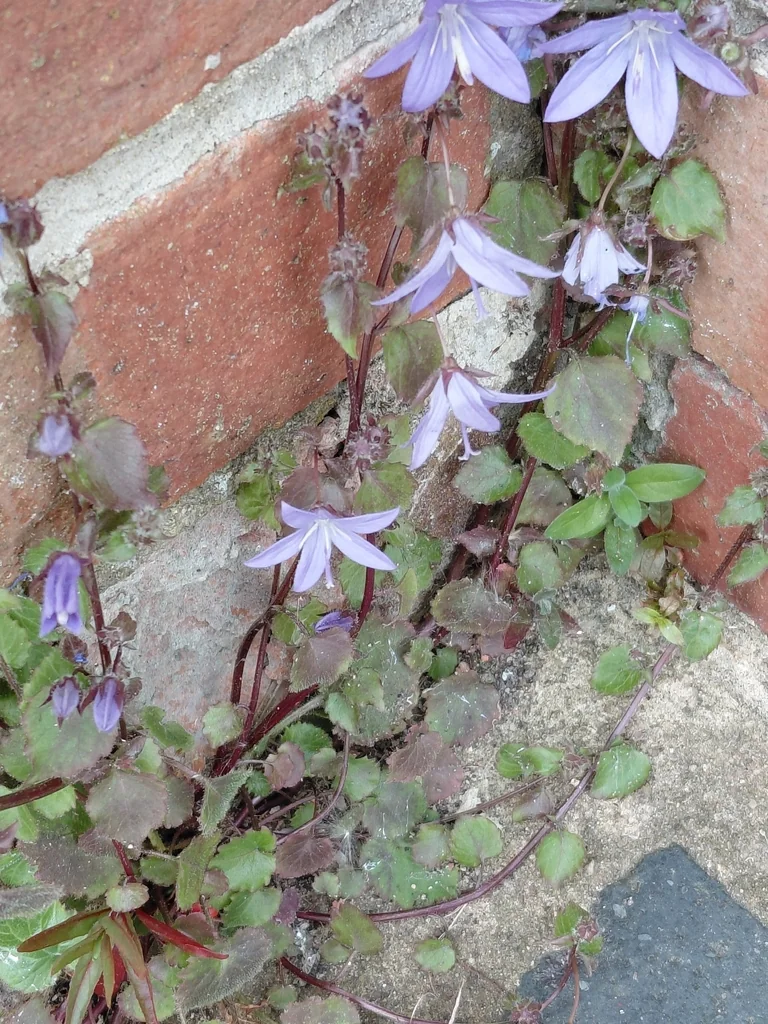 Campanula Poscharskyana