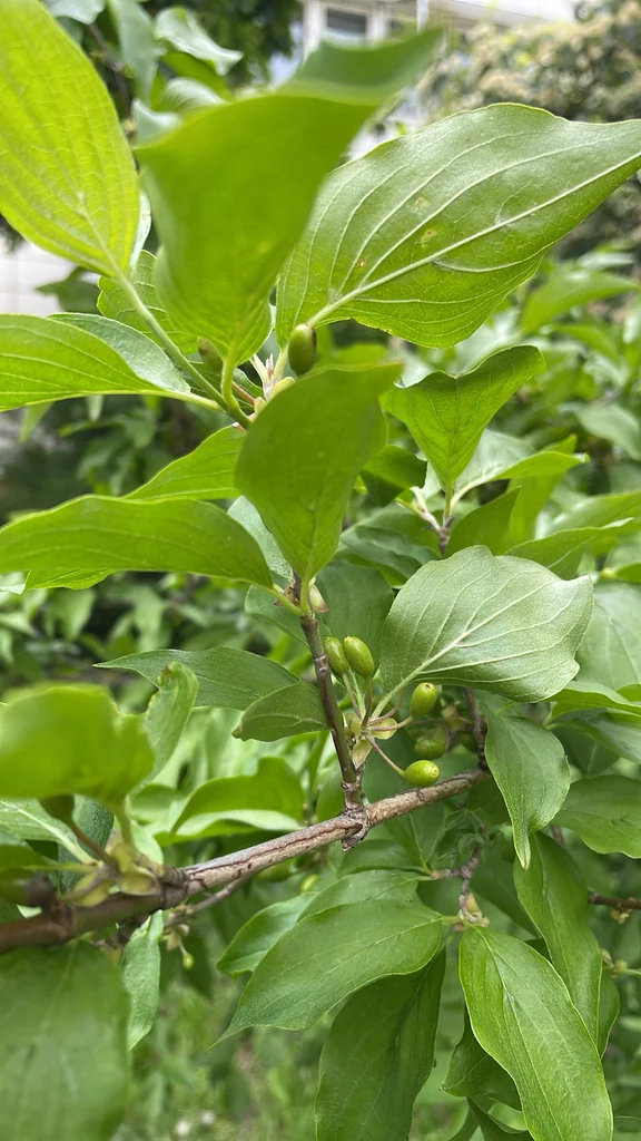 Cornus Mas