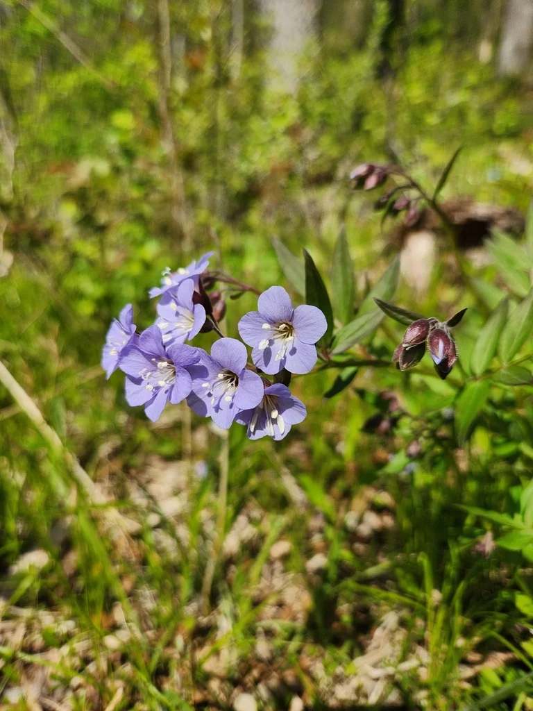 Polemonium Reptans