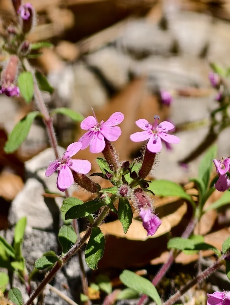 Saponaria Ocymoides